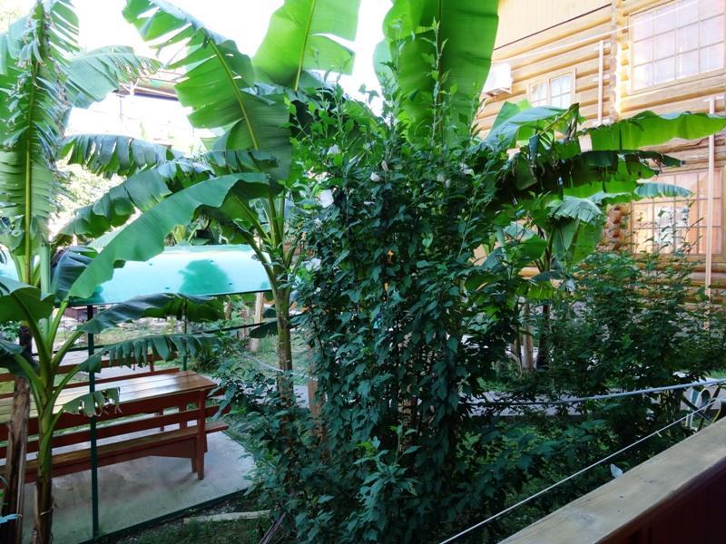 Гостевой Дом "Сария" Hotel Alakhadzi Exterior foto